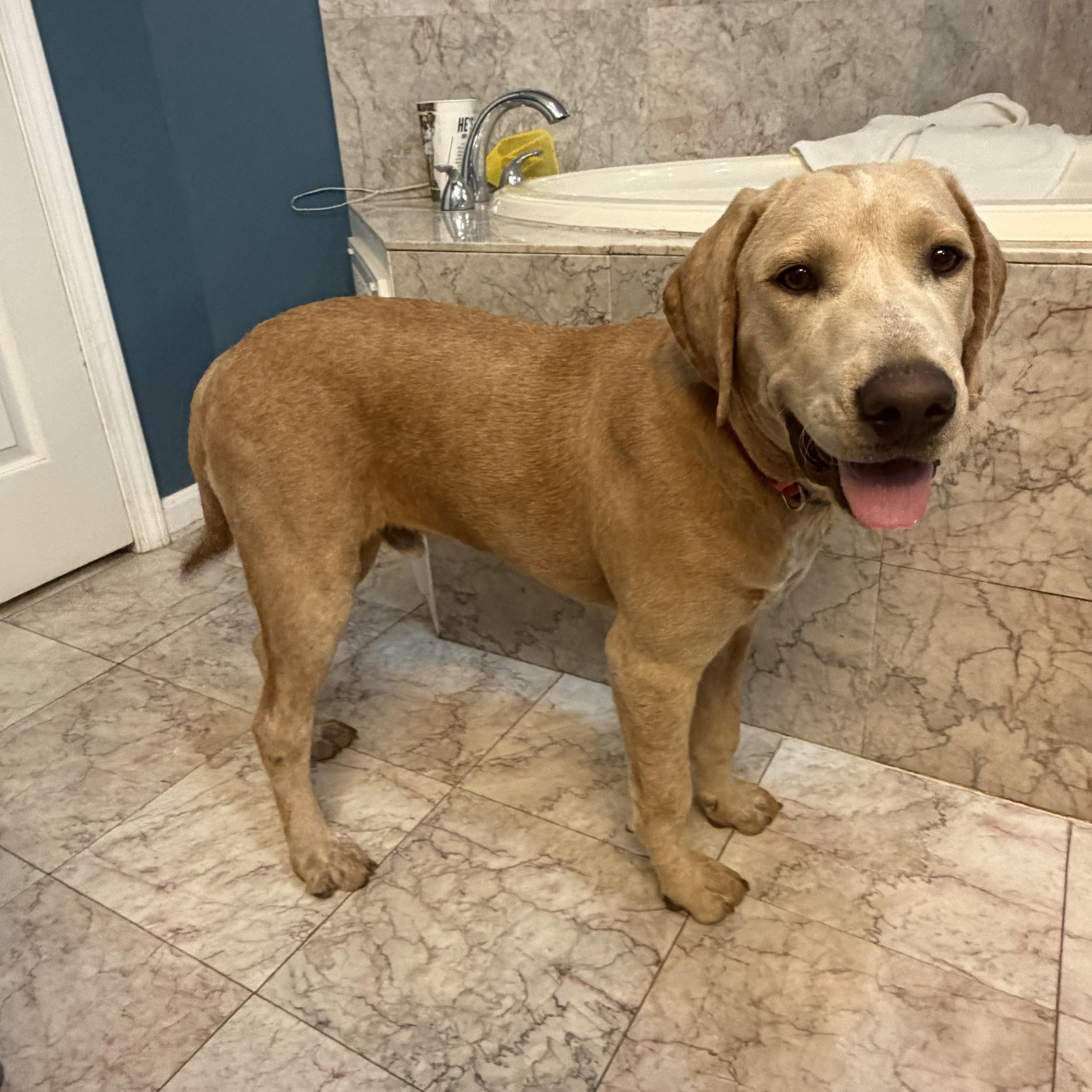 Enlarge Zeke, a Adoptable mixed breed in Smithfield , RI image 4/5