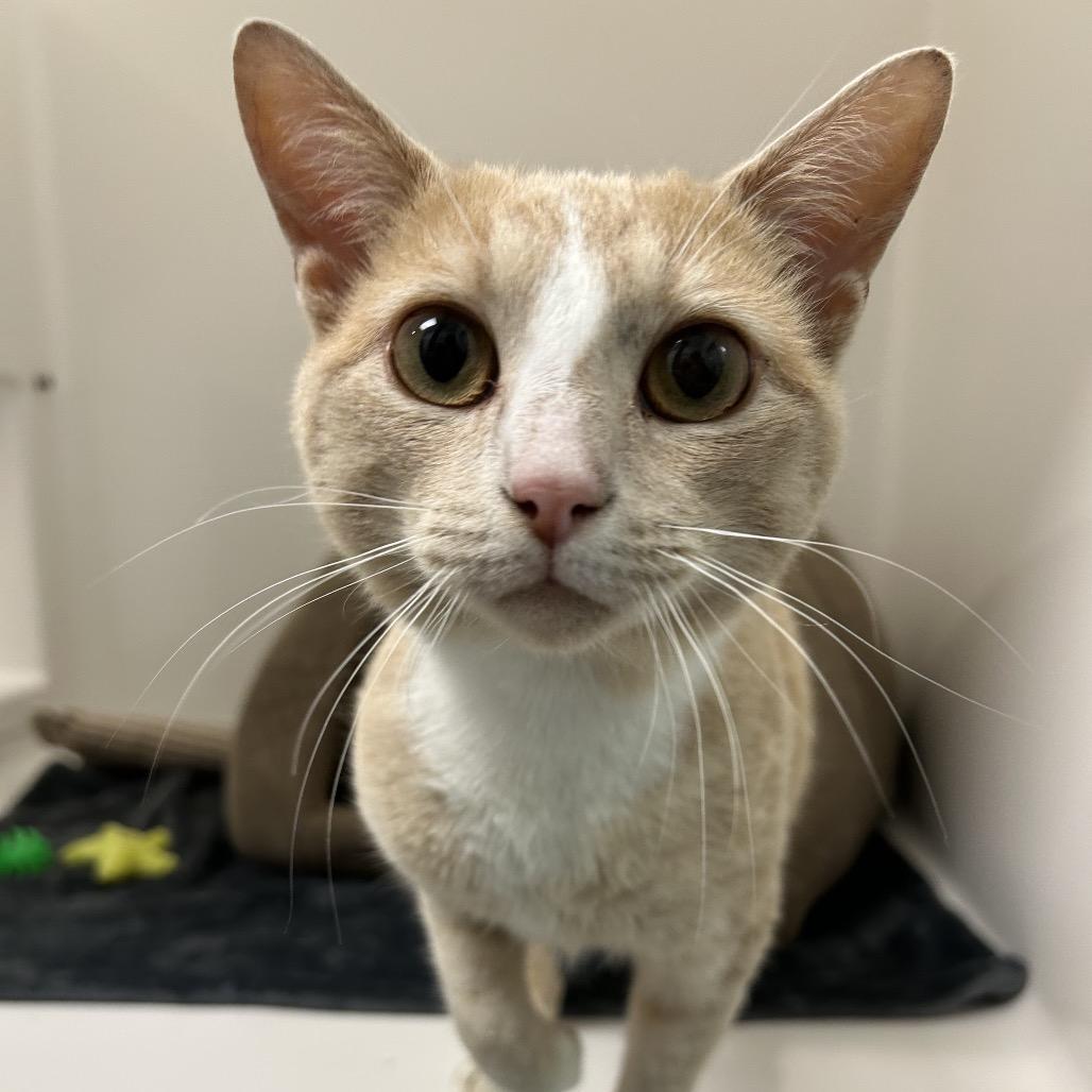 Teddy, Adoptable, Adult Male Domestic Short Hair.