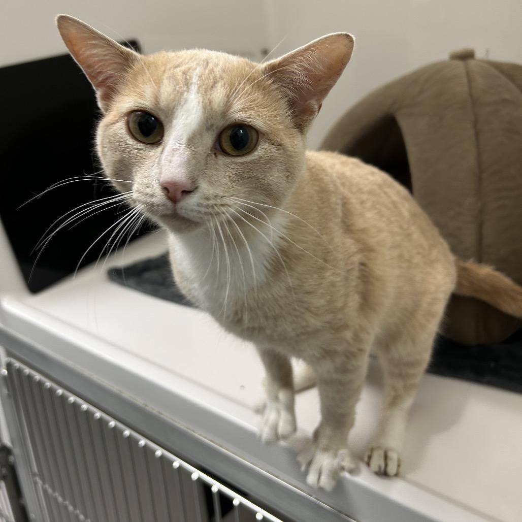Teddy, a Adoptable Domestic Short Hair in Ponte Vedra Beach, FL image 2/3