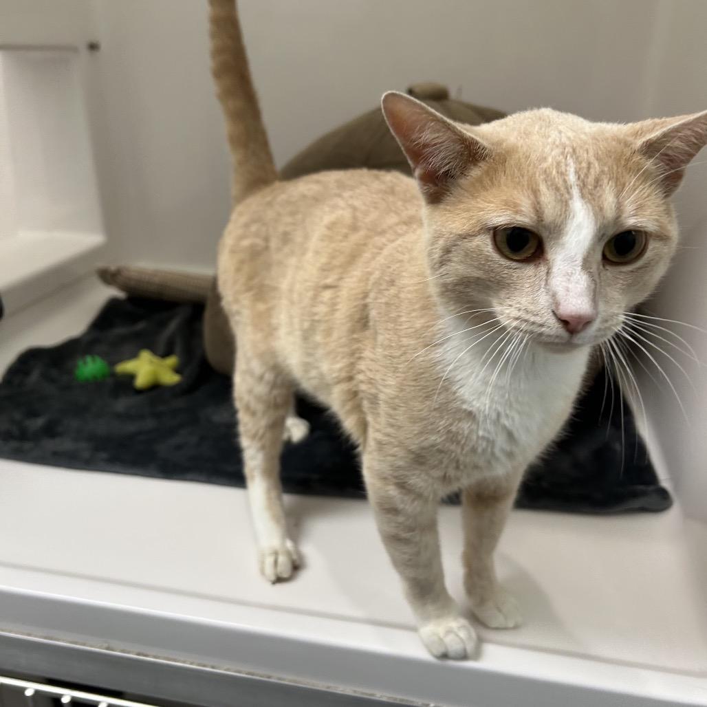Teddy, a Adoptable Domestic Short Hair in Ponte Vedra Beach, FL image 3/3