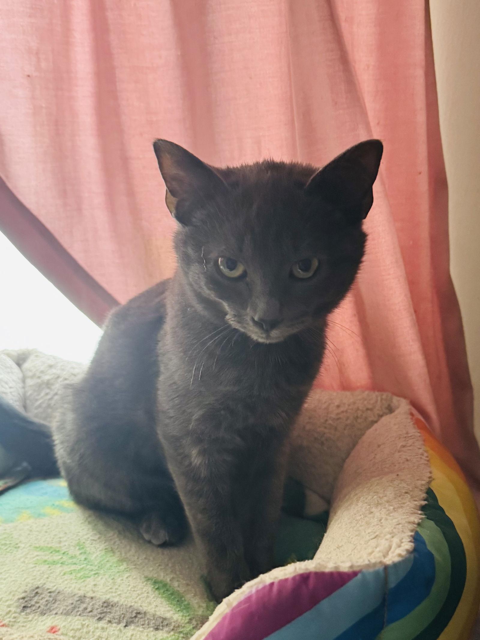Coy, a Adopted Domestic Short Hair in Gettysburg, PA image 1/3
