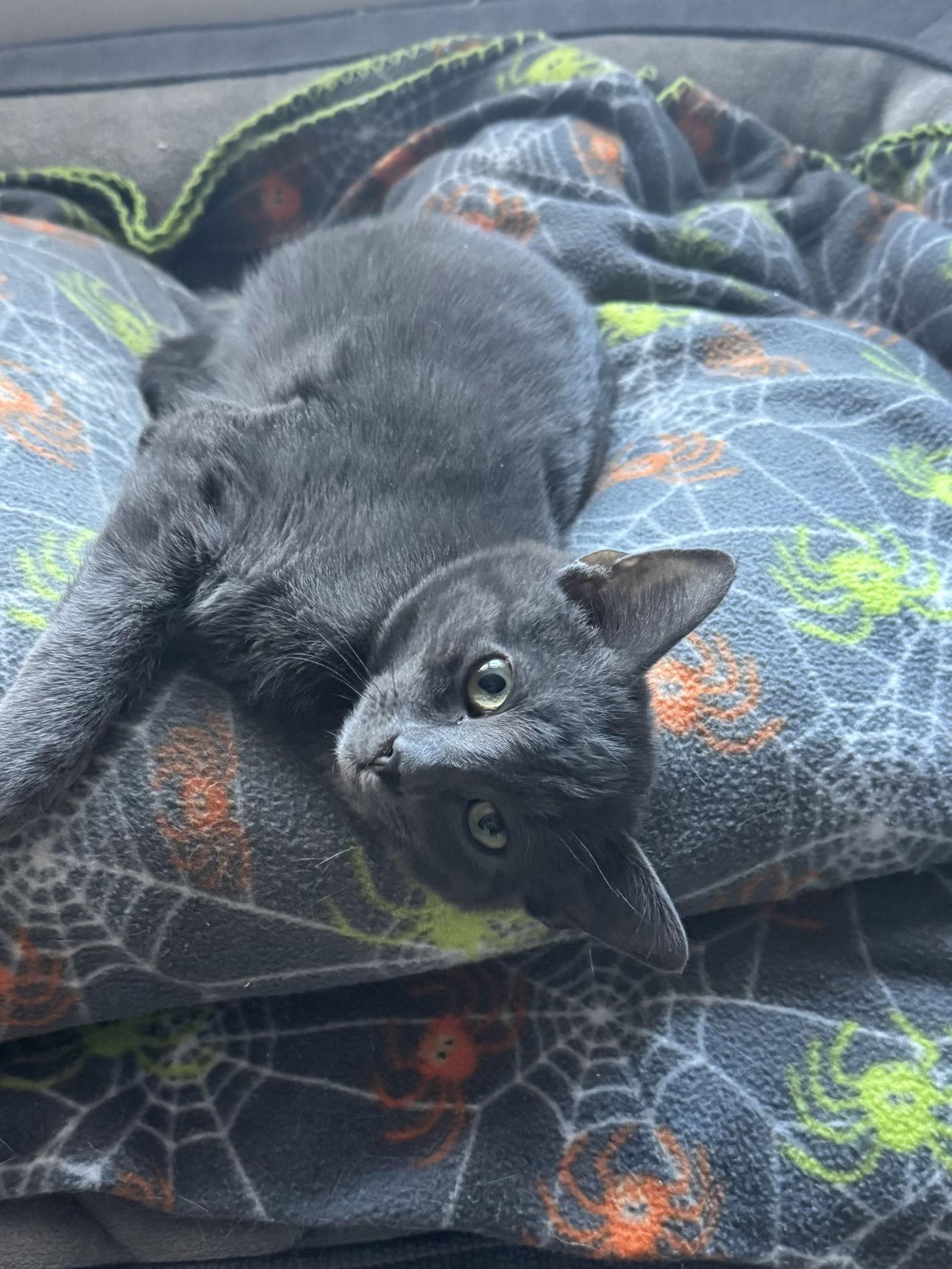 Coy, a Adopted Domestic Short Hair in Gettysburg, PA image 2/3