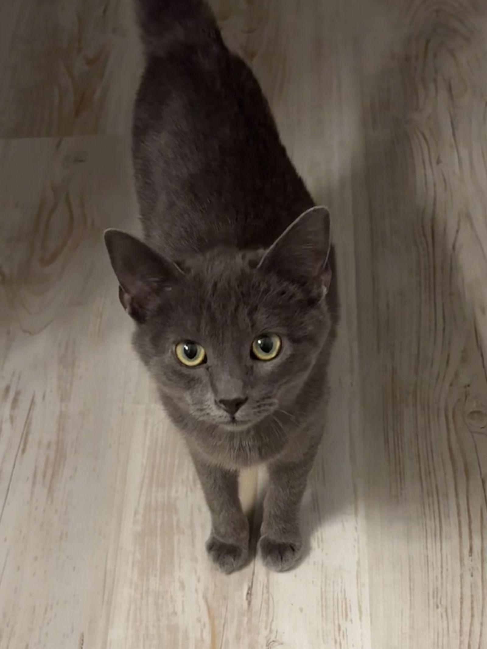 Coy, a Adopted Domestic Short Hair in Gettysburg, PA image 3/3