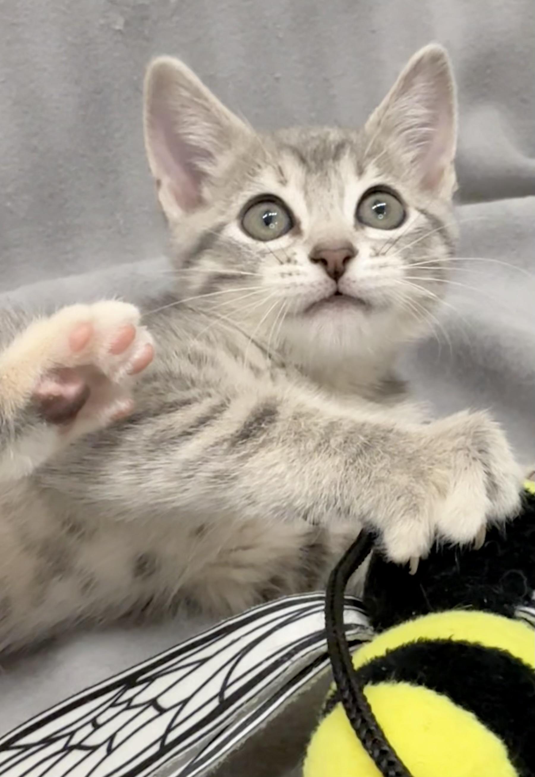 Frannie, adopted, Kitten Female Domestic Short Hair.
