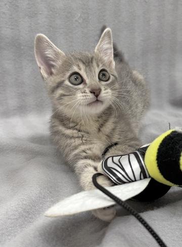 Enlarge Frannie, an adopted Domestic Short Hair in Minneapolis, MN image 3/6