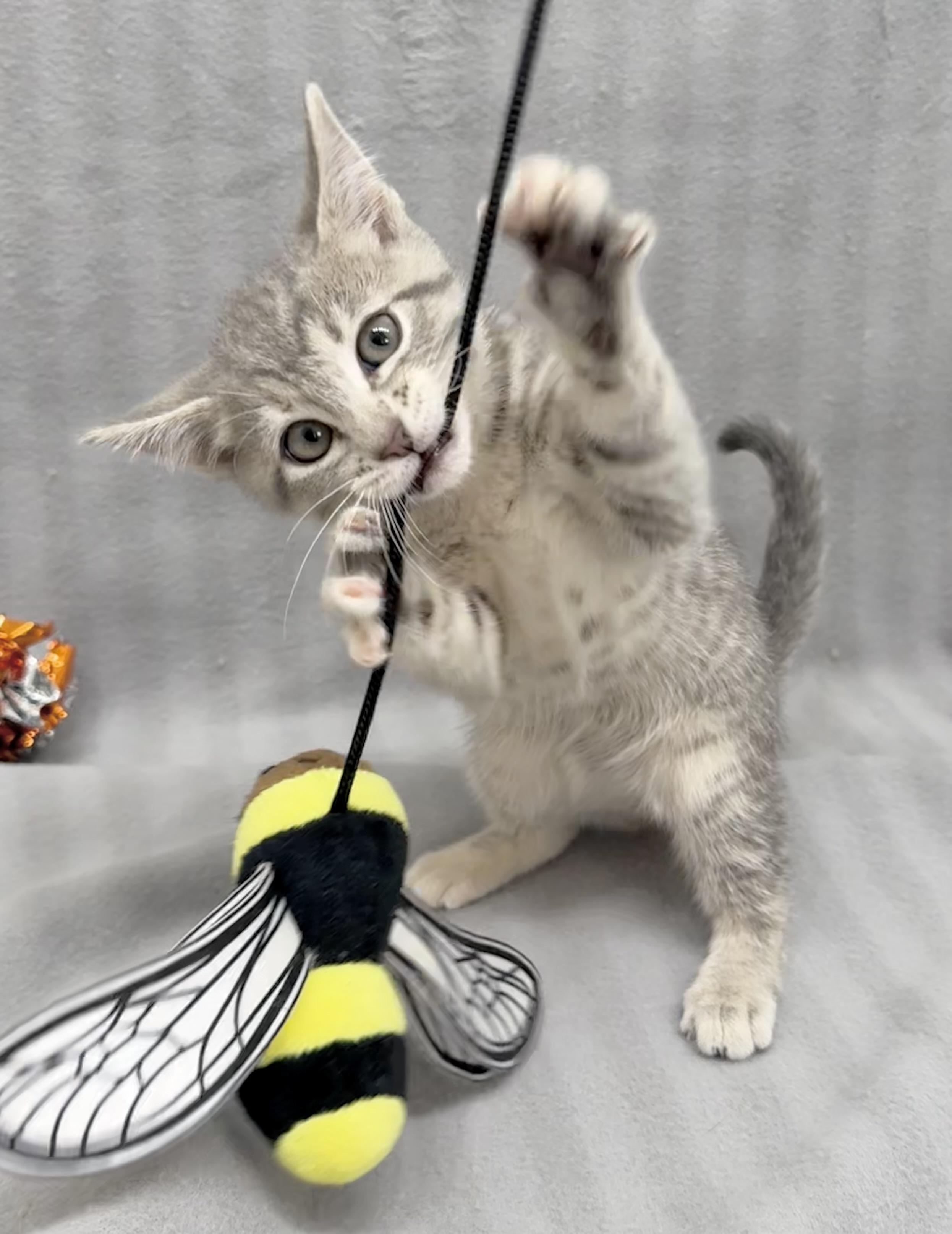 Enlarge Frannie, an adopted Domestic Short Hair in Minneapolis, MN image 2/6