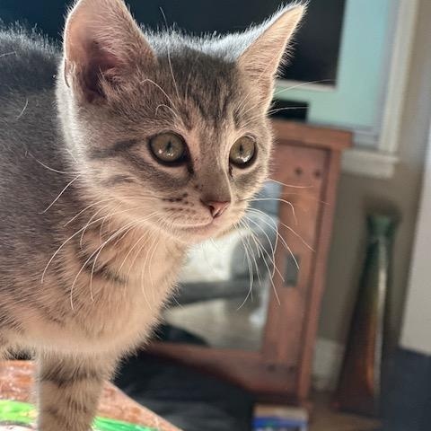 Enlarge Frannie, an adopted Domestic Short Hair in Minneapolis, MN image 6/6