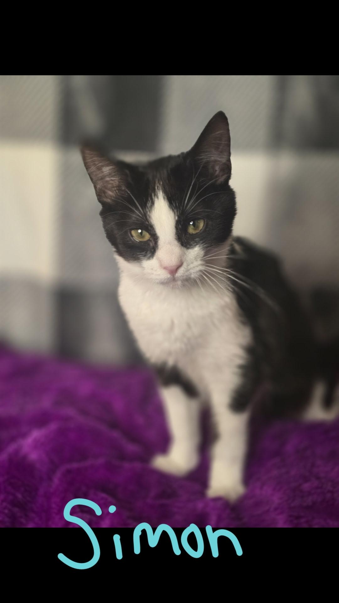 Simon, Adoptable, Young Male Domestic Short Hair.