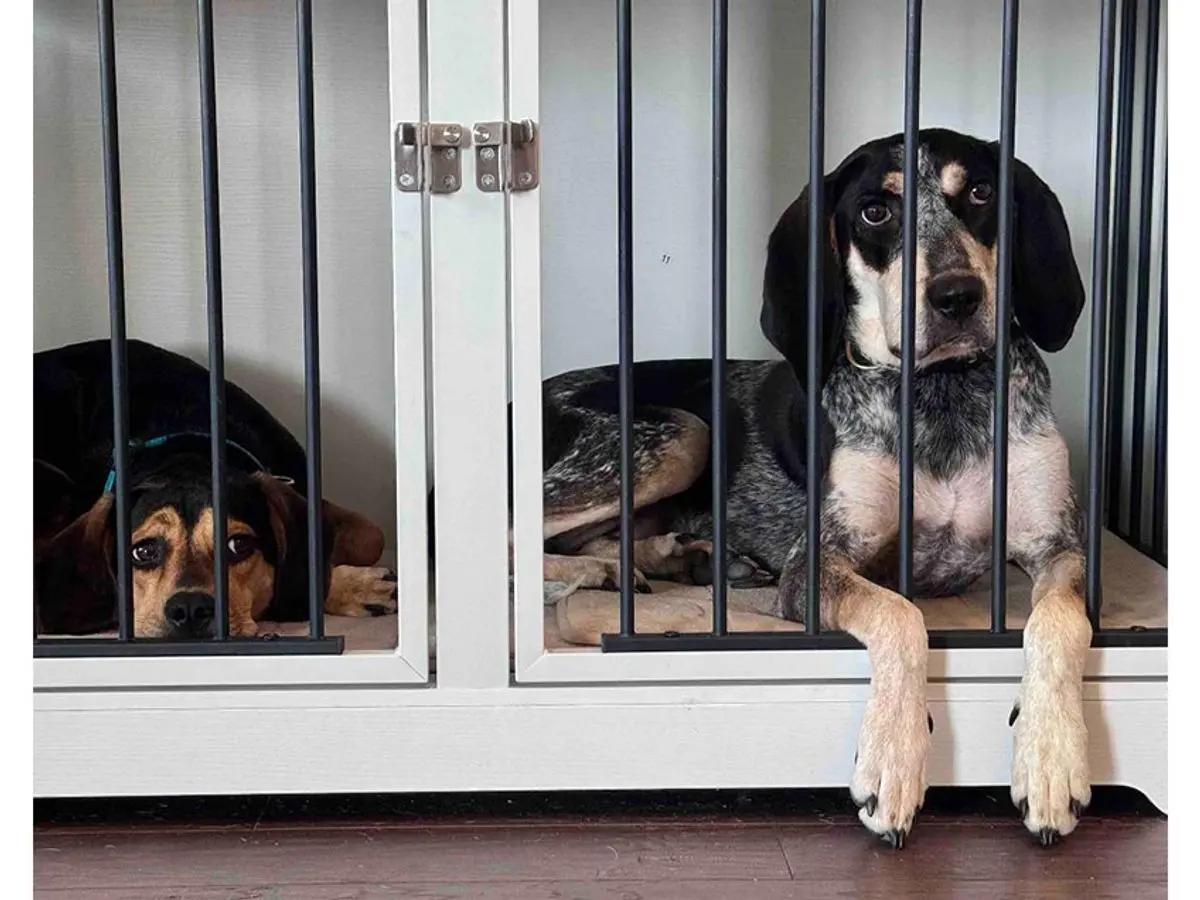 Della (AL), a ADOPTABLE Bluetick Coonhound in Mobile, AL image 2/2