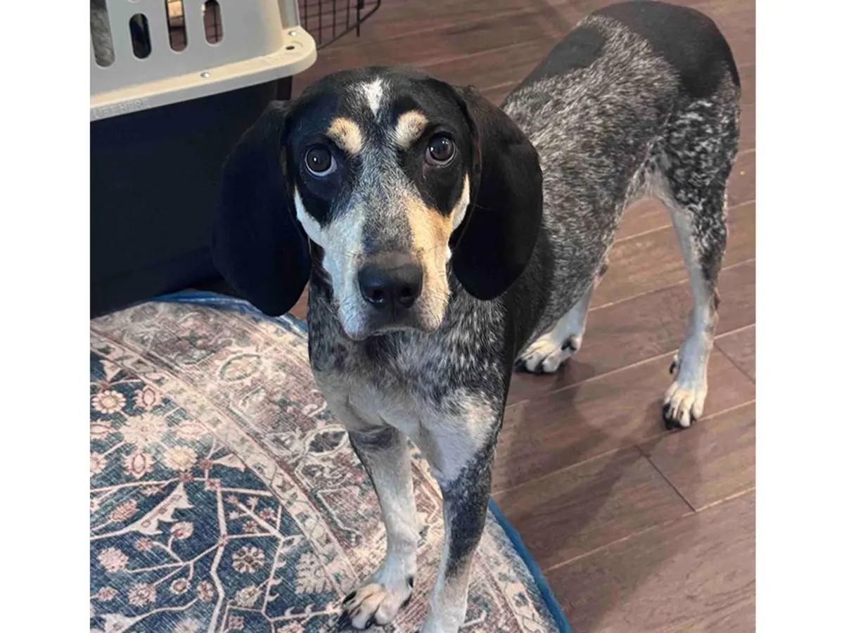 Della (AL), a ADOPTABLE Bluetick Coonhound in Mobile, AL image 1/2