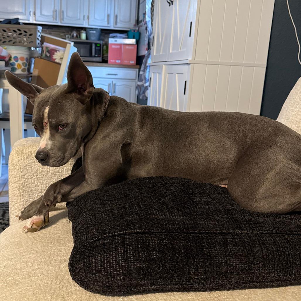 Shep, Adoptable, Adult Female Mixed Breed.