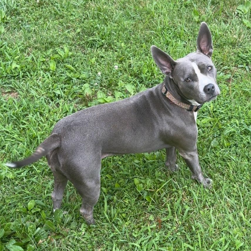 Enlarge Shep, a Adoptable Mixed Breed in Edwardsville, IL image 3/6
