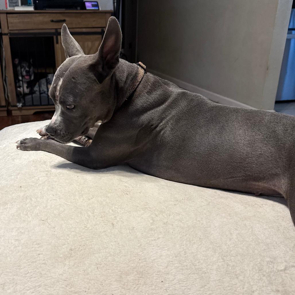 Enlarge Shep, a Adoptable Mixed Breed in Edwardsville, IL image 4/6