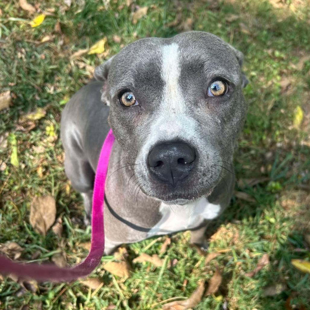 Enlarge Shep, a Adoptable Mixed Breed in Edwardsville, IL image 6/6