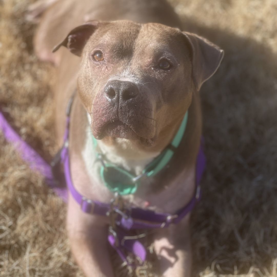 Enlarge Missy, a Adoptable American Staffordshire Terrier in Jasper, GA image 1/5