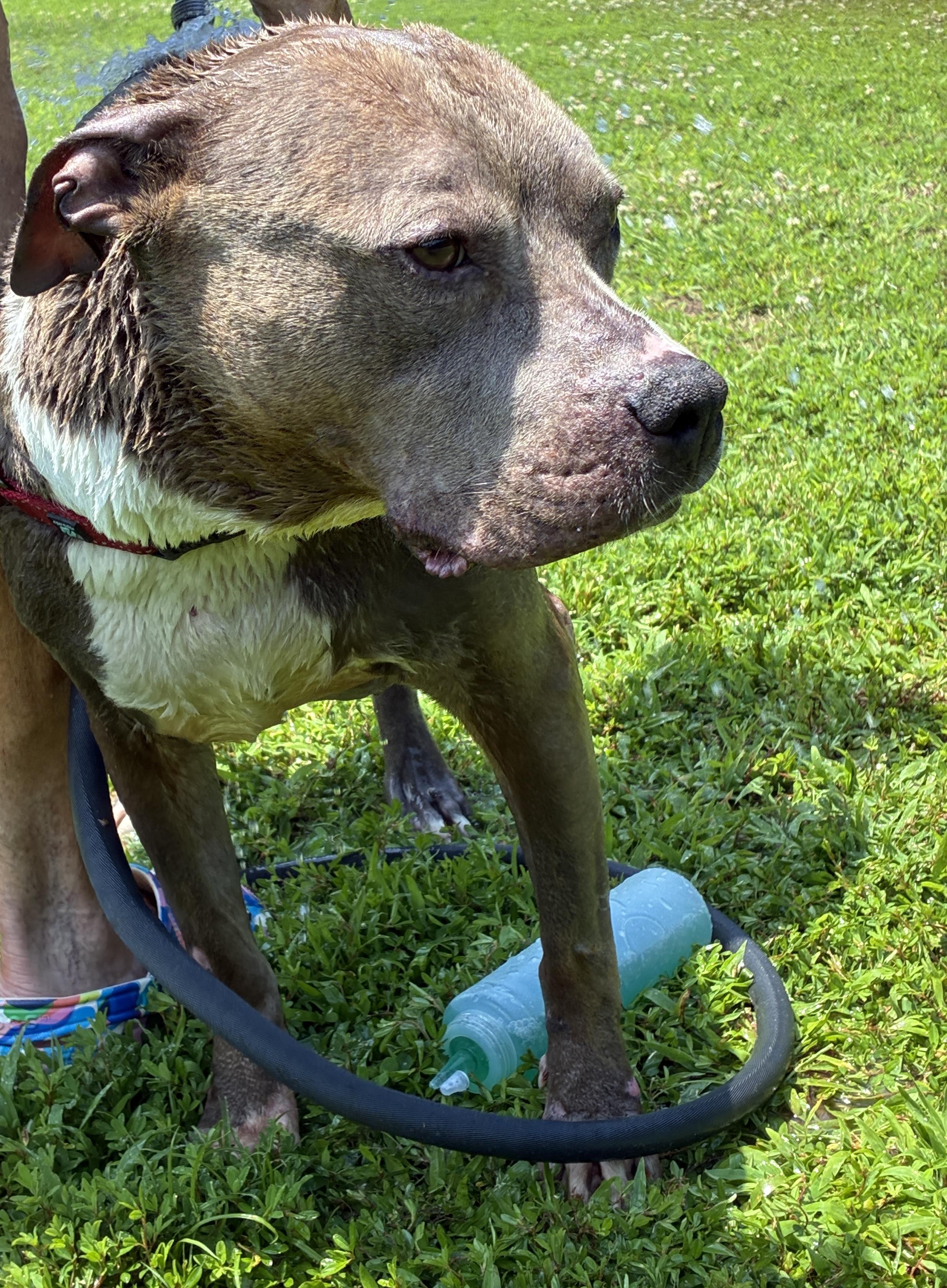 Enlarge Missy, a Adoptable American Staffordshire Terrier in Jasper, GA image 2/5