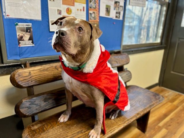 Enlarge Missy, a Adoptable American Staffordshire Terrier in Jasper, GA image 4/5