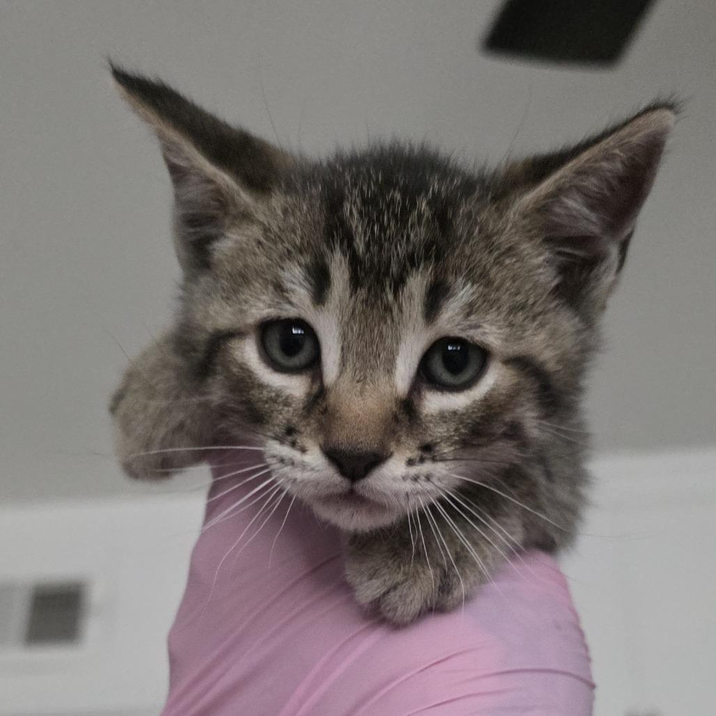 Thunder, Adoptable, Kitten Male American Shorthair.