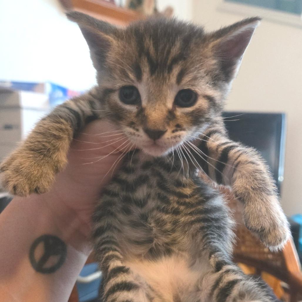 Enlarge Thunder, a Adoptable American Shorthair in Calimesa, CA image 2/2