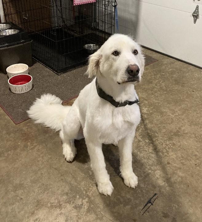 Snow Belle, ADOPTABLE, Adult Female Great Pyrenees.