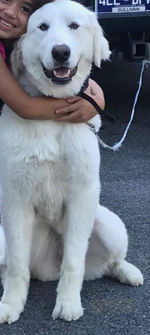 Enlarge Snow Belle, a ADOPTABLE Great Pyrenees in Telford, TN image 2/3