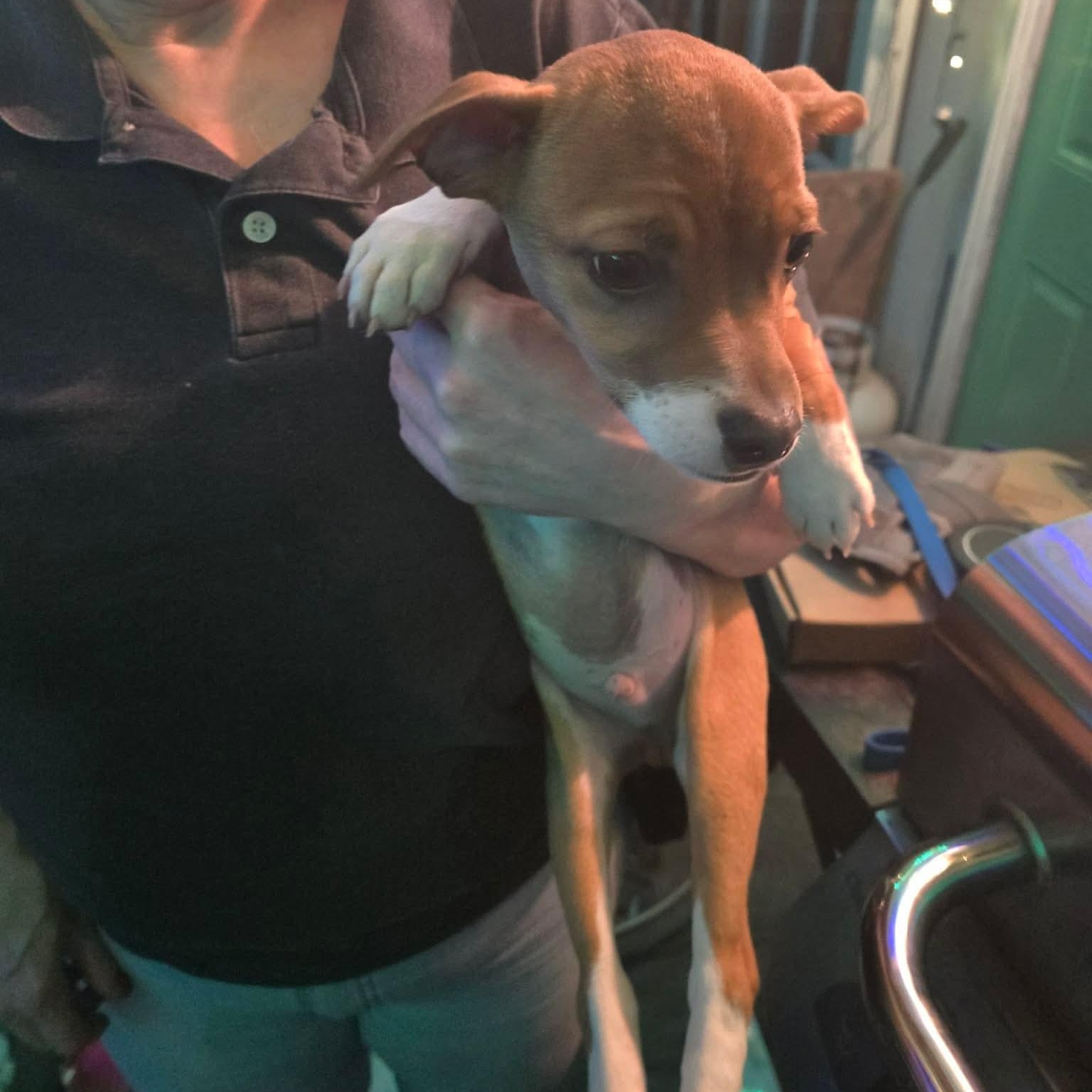 Enlarge Al Poo-chino, a Adoptable mixed breed in Eugene, OR image 2/5