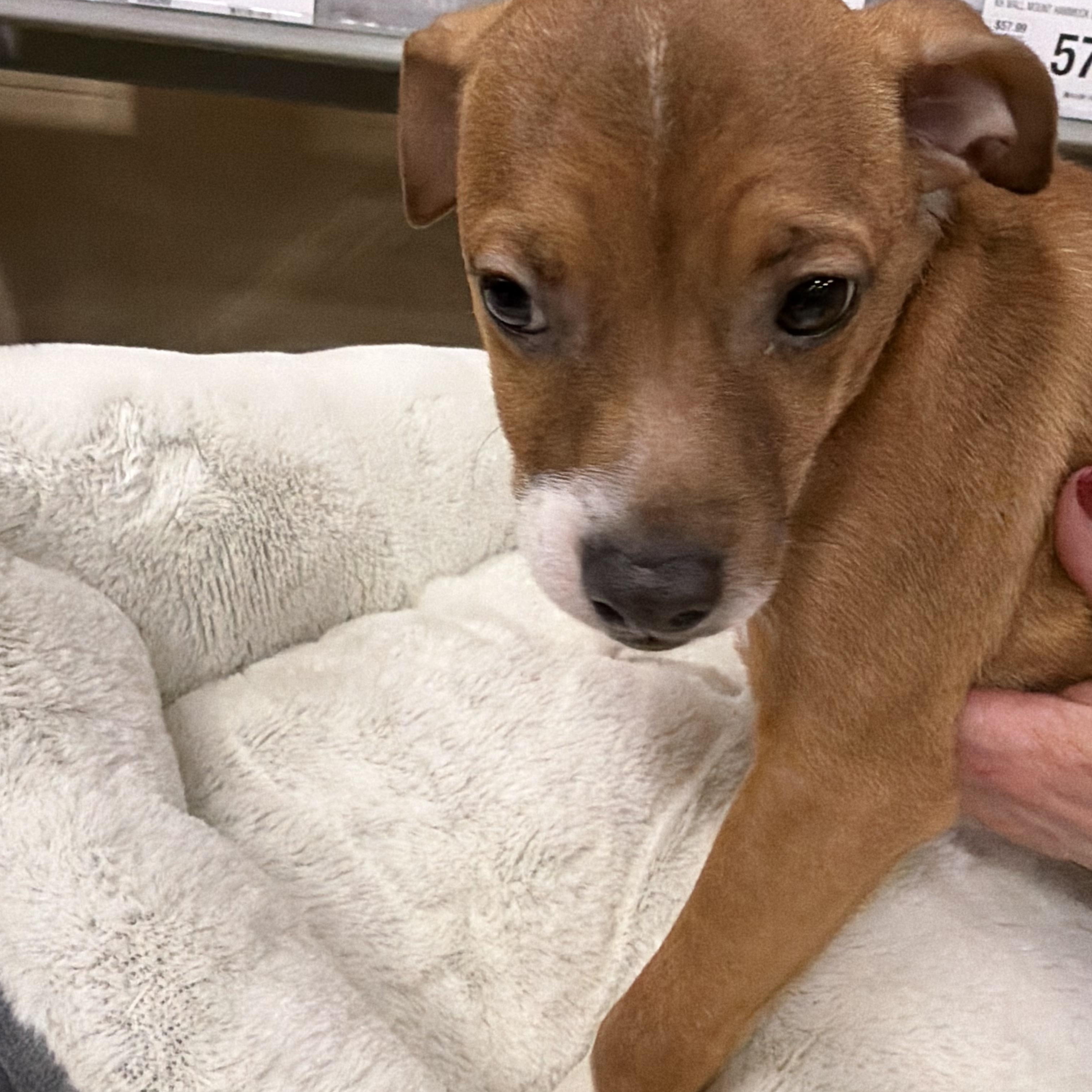 Enlarge Al Poo-chino, a Adoptable mixed breed in Eugene, OR image 3/5