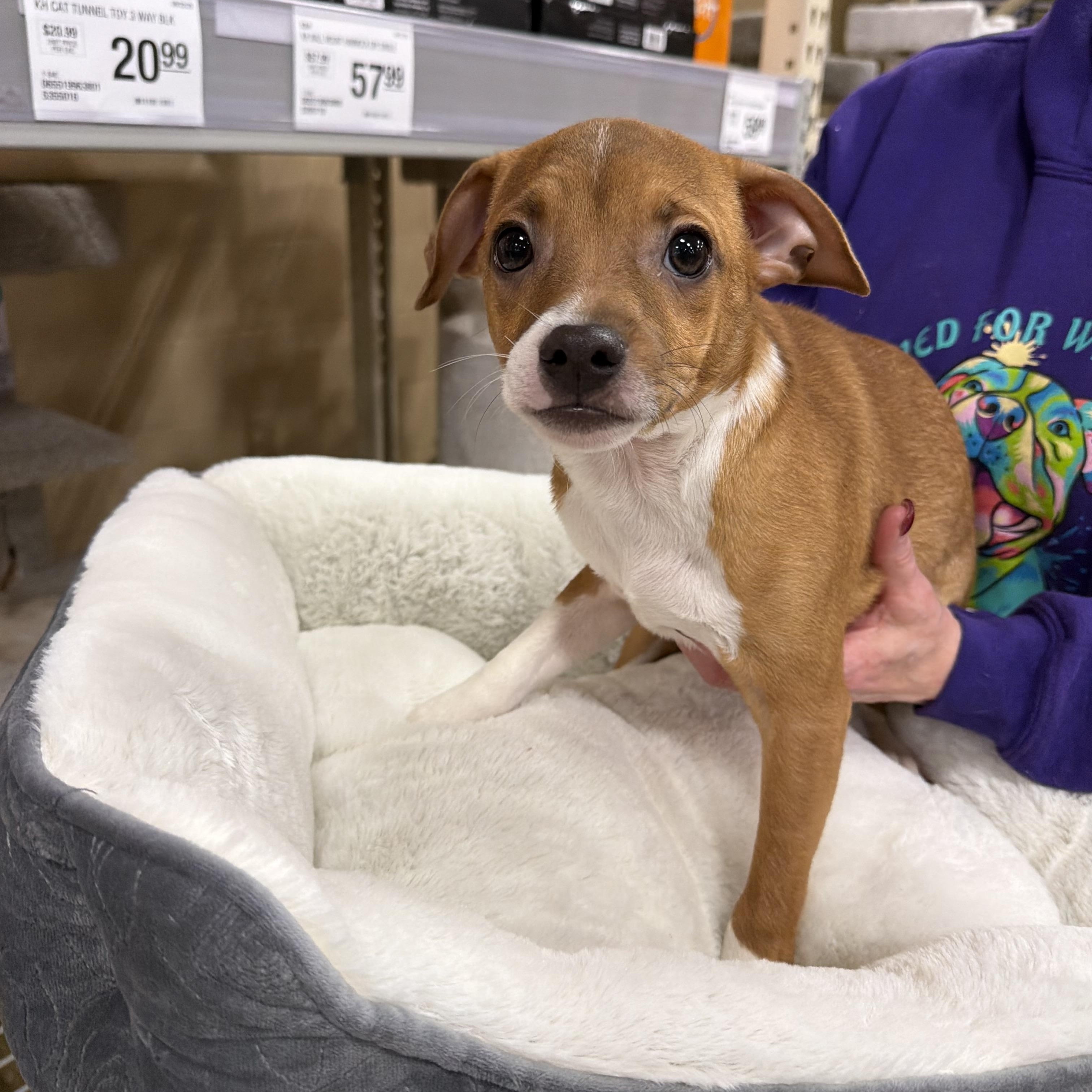 Enlarge Al Poo-chino, a Adoptable mixed breed in Eugene, OR image 1/5