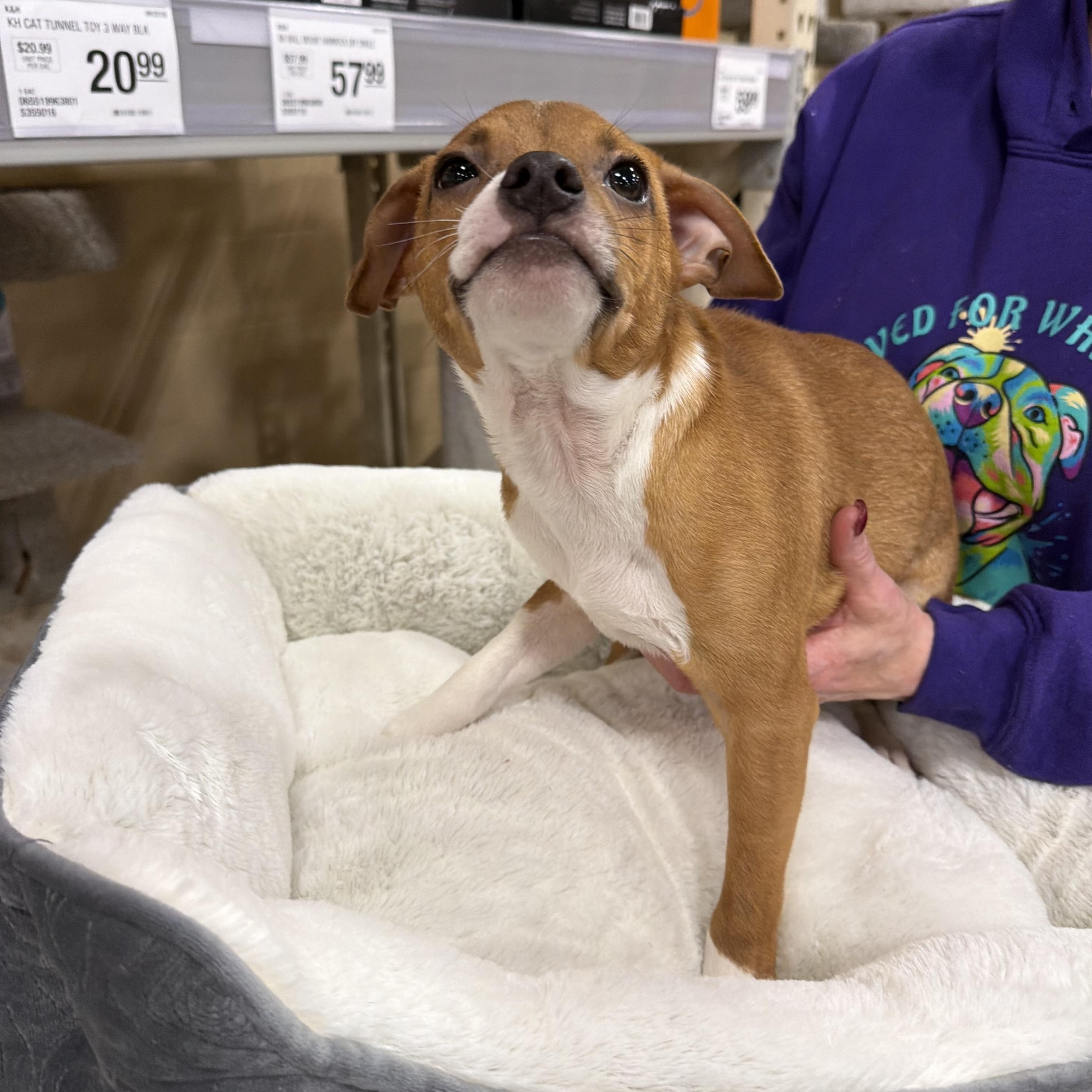 Enlarge Al Poo-chino, a Adoptable mixed breed in Eugene, OR image 5/5