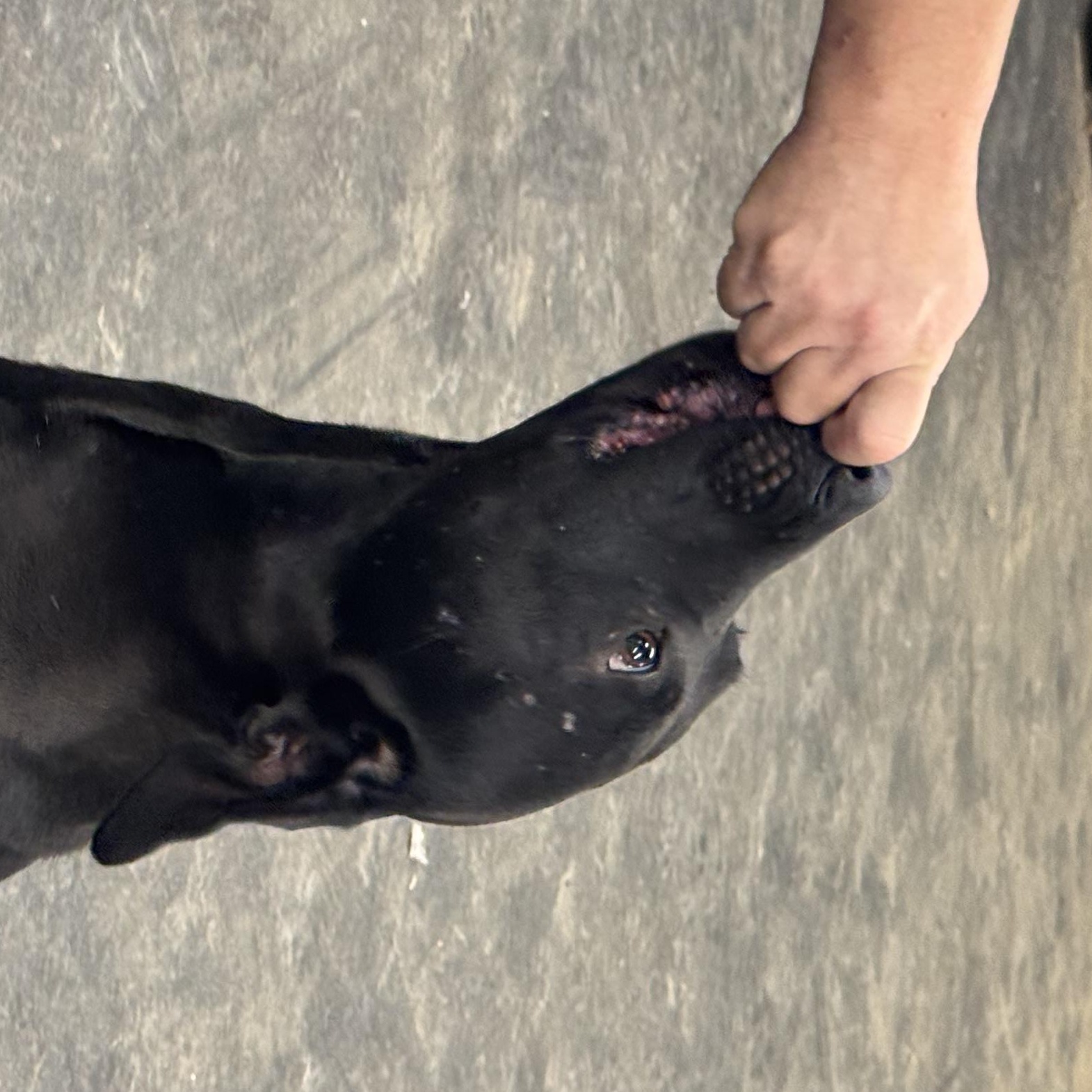 Enlarge Creed, a Adoptable mixed breed in Murray, KY image 2/3
