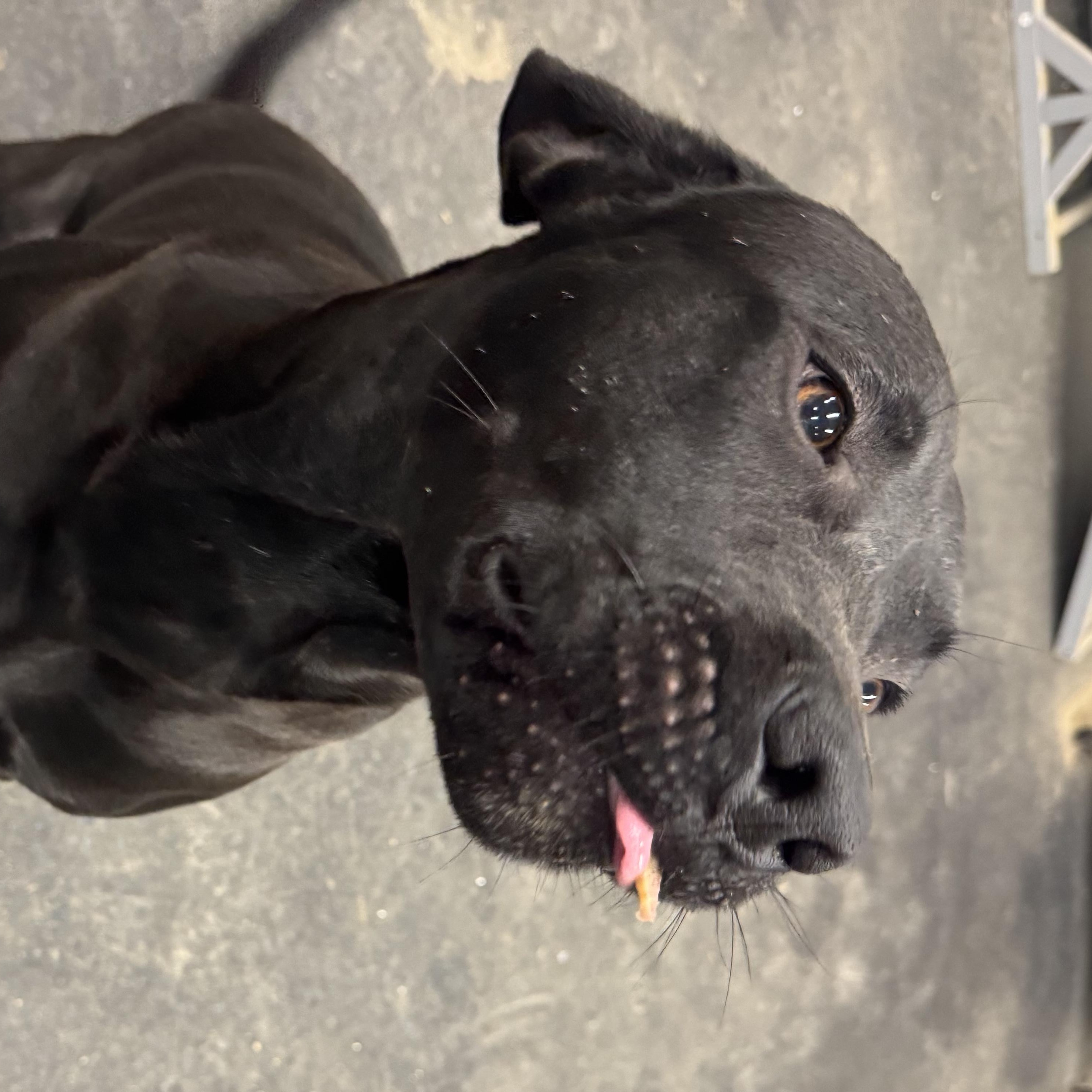 Enlarge Creed, a Adoptable mixed breed in Murray, KY image 1/3
