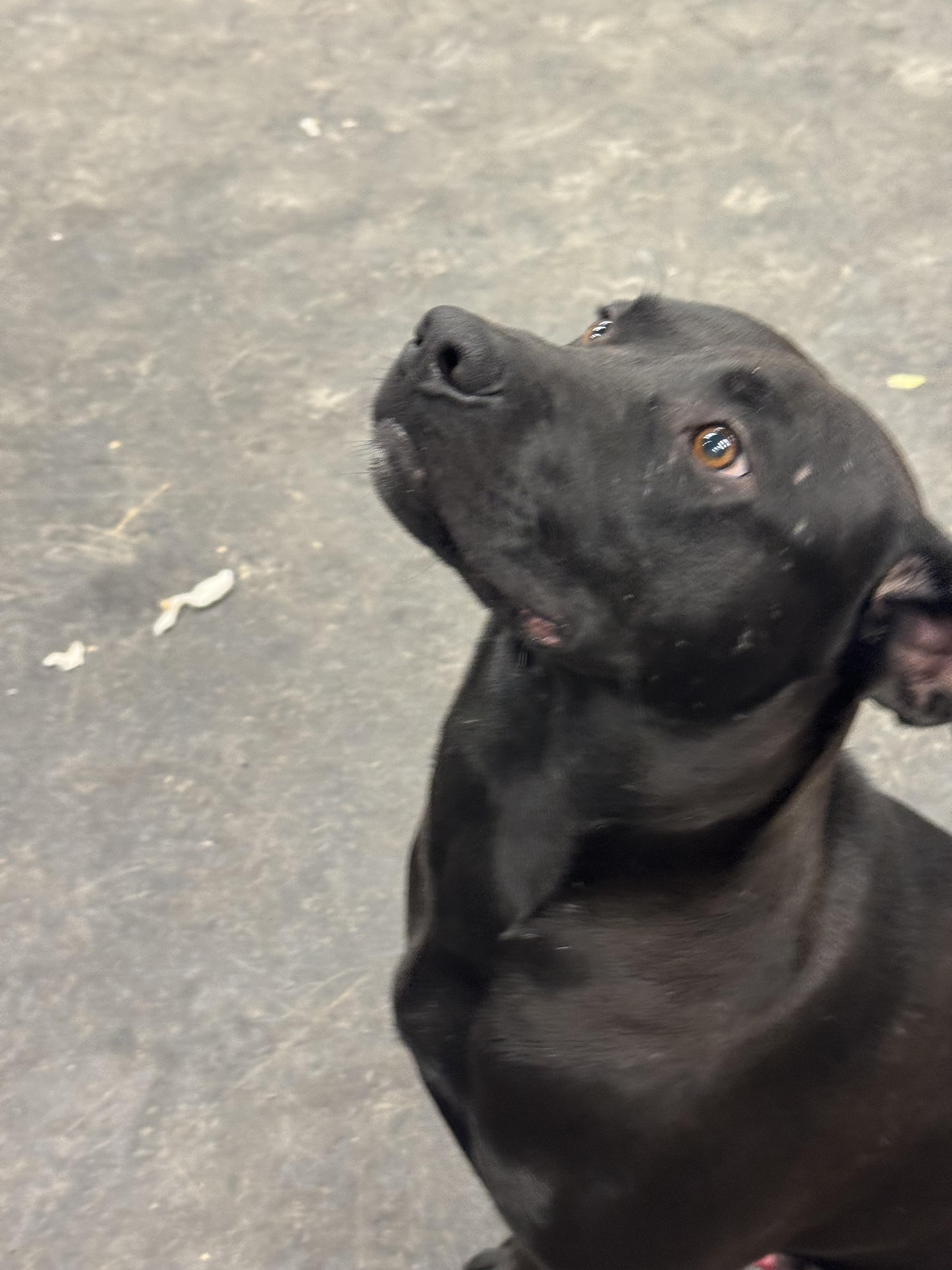 Enlarge Creed, a Adoptable mixed breed in Murray, KY image 3/3