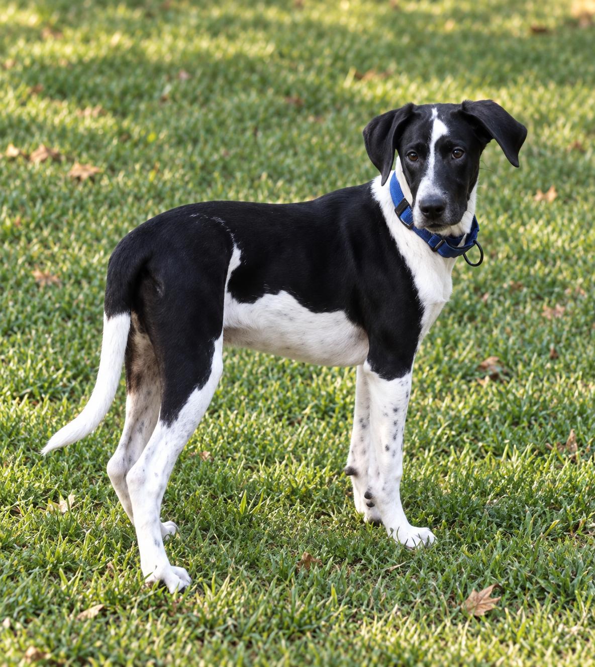 Enlarge Cody, a Adoptable Great Dane in Vernon, CT image 4/5