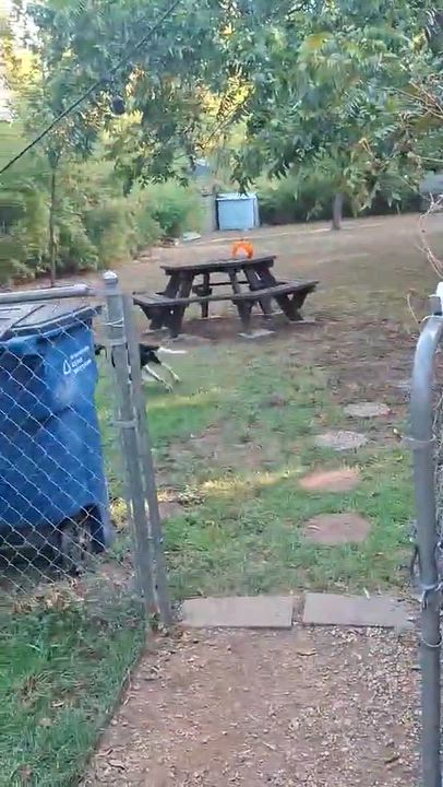 Enlarge Cody, a Adoptable Great Dane in Vernon, CT video 5/5