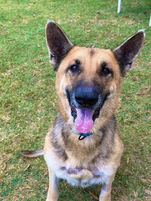 Enlarge LORELEI, a Adoptable German Shepherd Dog in Sugar Land, TX image 1/1