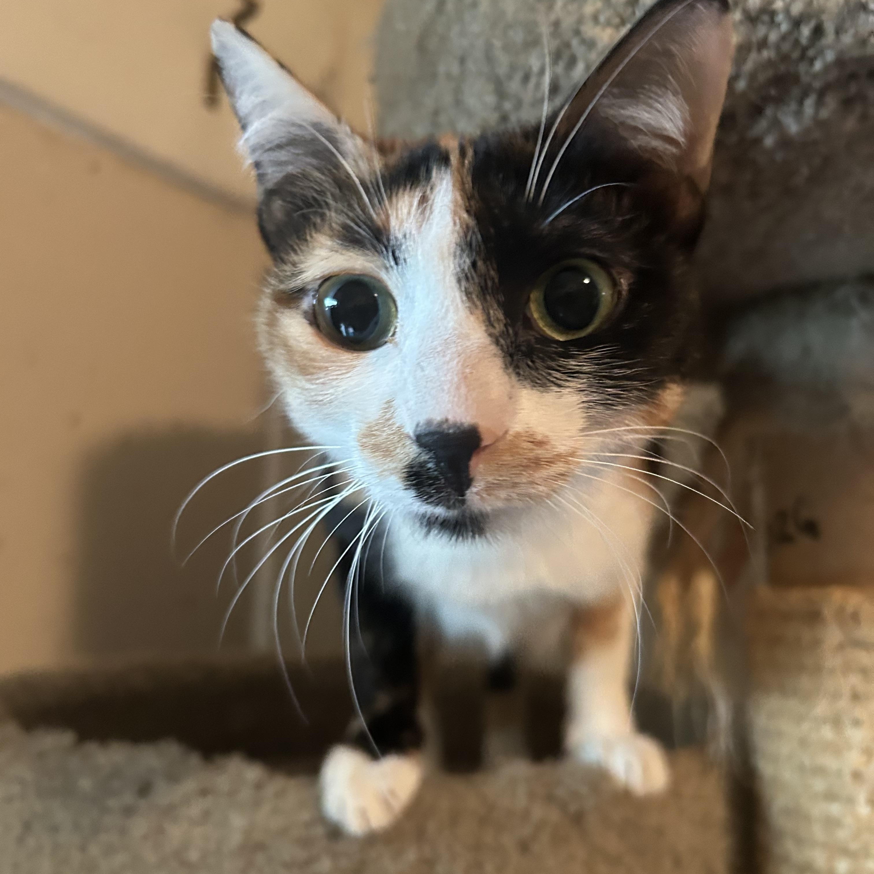 Marble, ADOPTABLE, Adult Female Domestic Short Hair.