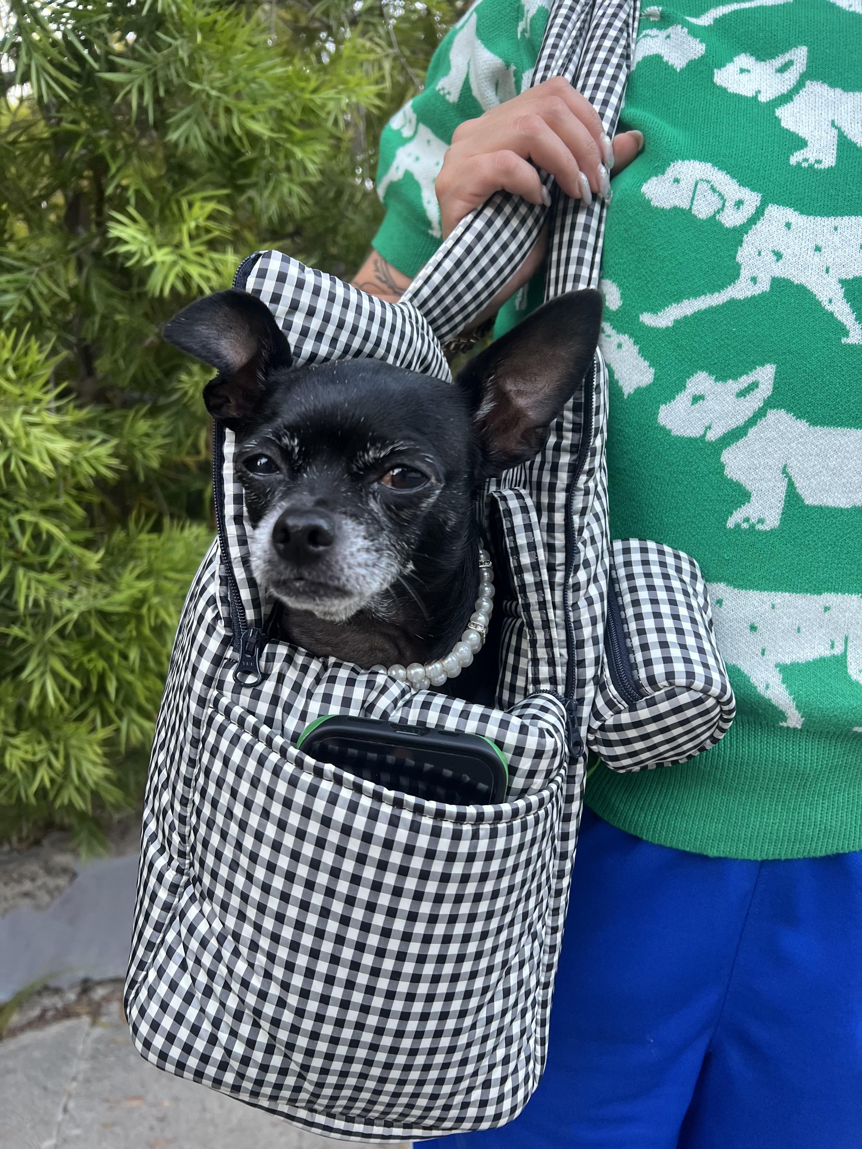 Sofia Chihuahua Dog