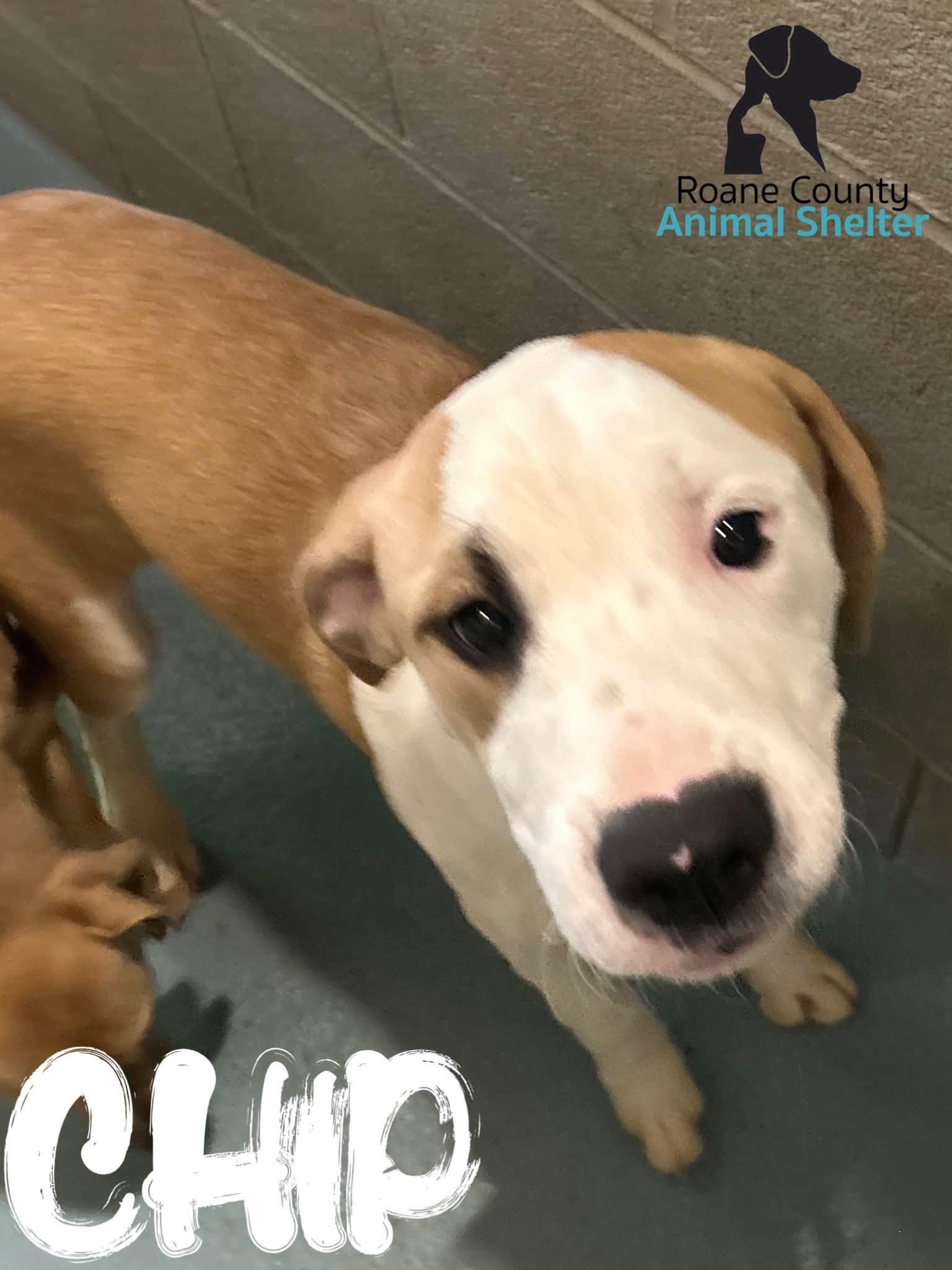 Chip, Adopted, Young Male Mixed Breed.