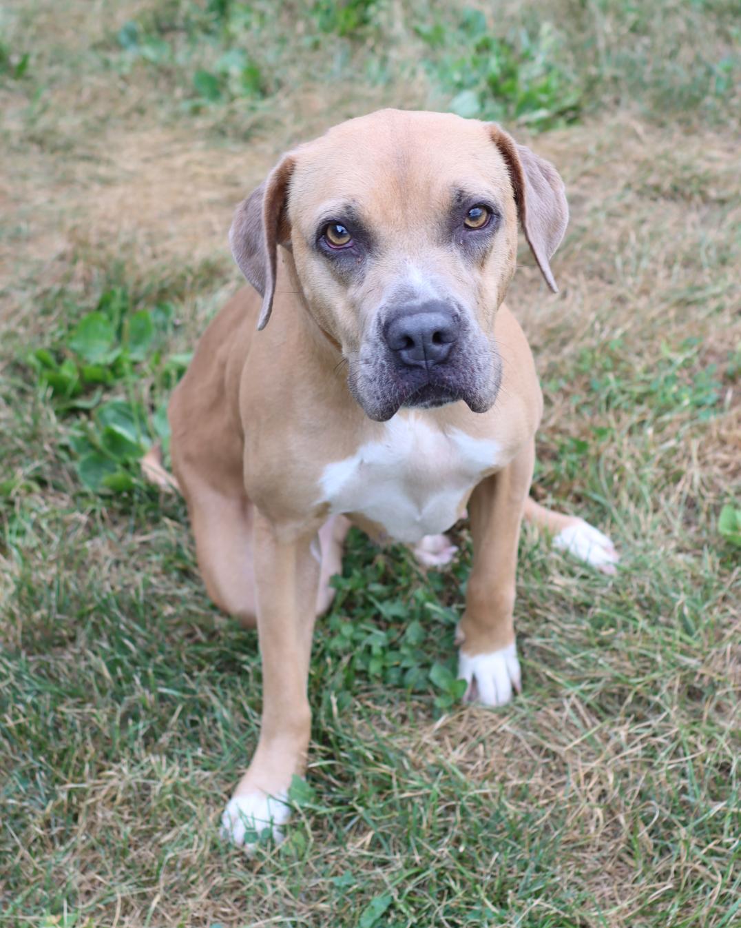 Bella, a Adoptable mixed breed in Lancaster, OH image 2/2