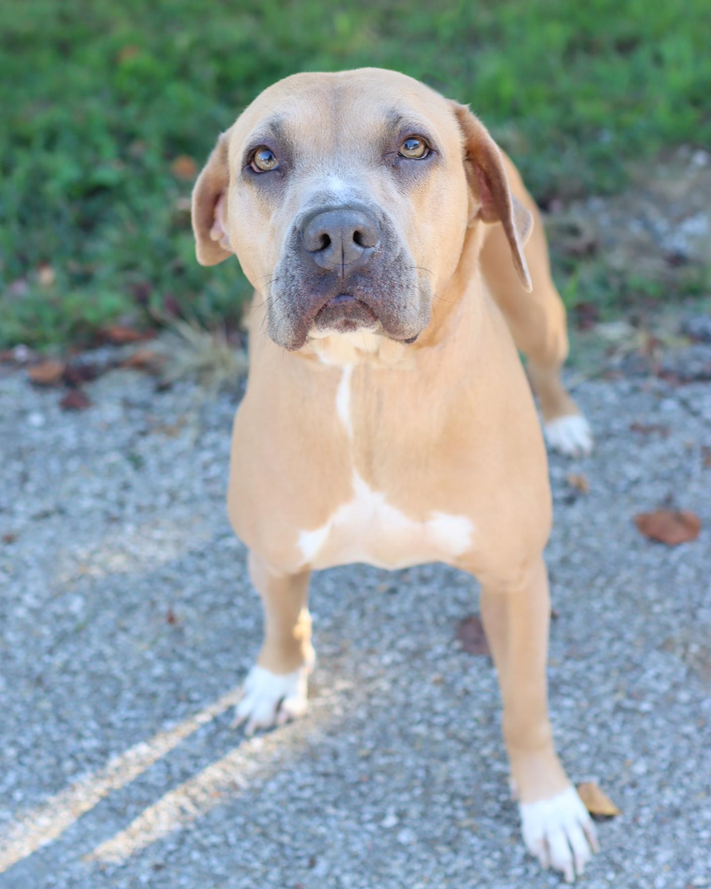 Bella, Adoptable, Adult Female Pit Bull Terrier.