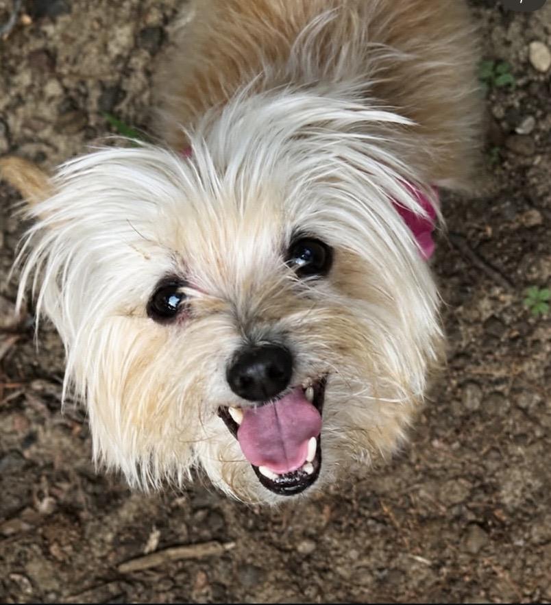 Sweet Tea, a ADOPTABLE mixed breed in Philadelphia, PA image 2/6