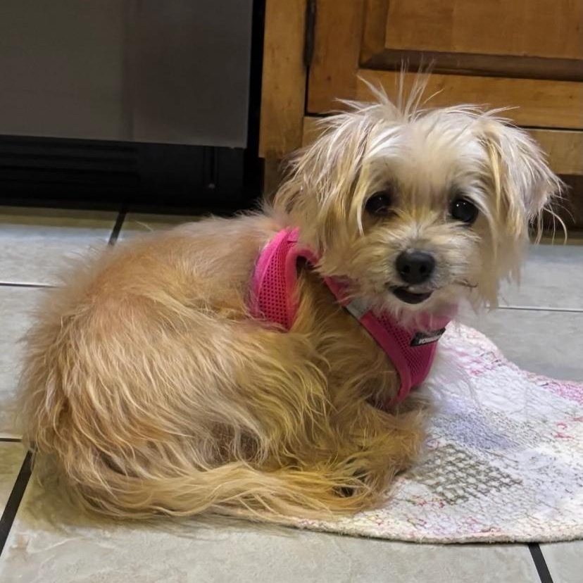 Sweet Tea, a ADOPTABLE mixed breed in Philadelphia, PA image 3/6
