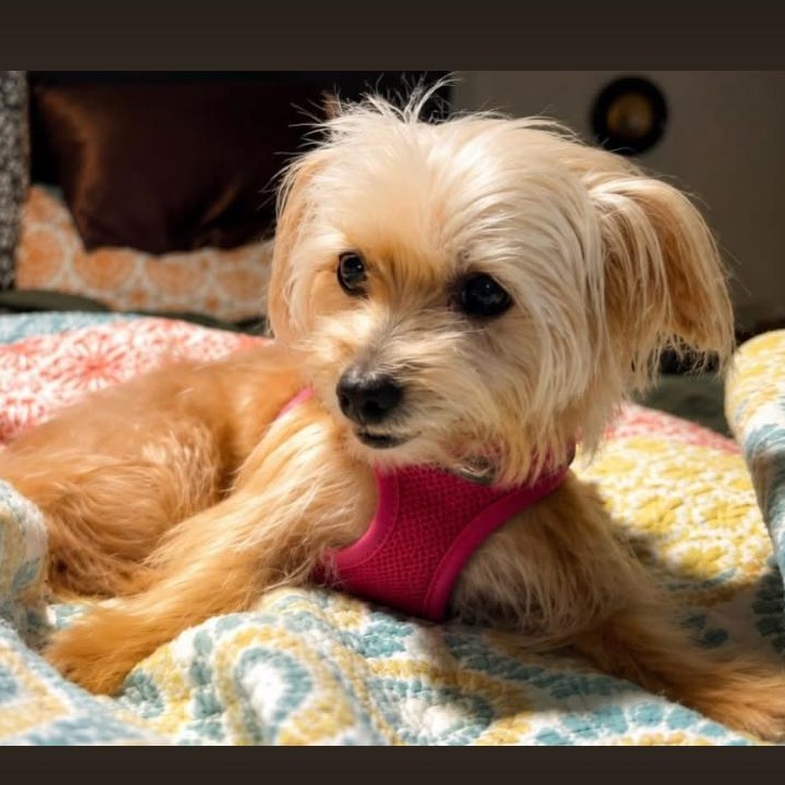 Sweet Tea, a ADOPTABLE mixed breed in Philadelphia, PA image 1/6