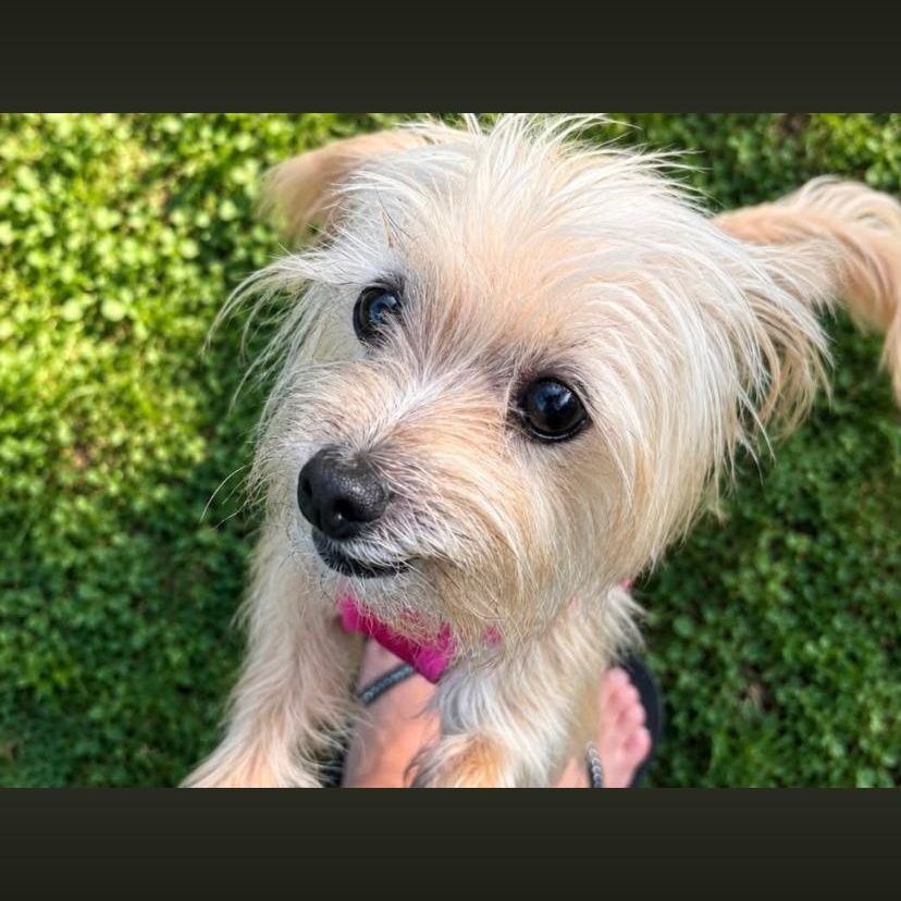 Sweet Tea, a ADOPTABLE mixed breed in Philadelphia, PA image 6/6