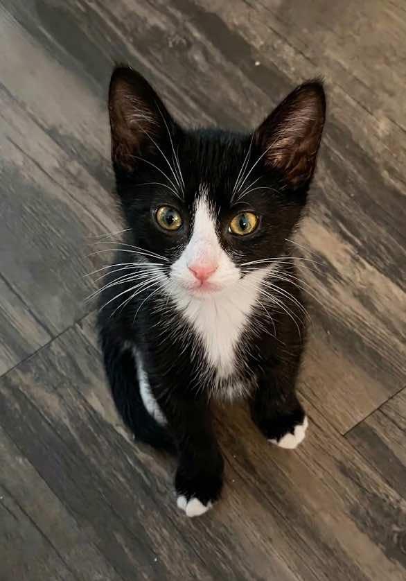 Brisa, ADOPTABLE, Kitten Female Domestic Short Hair.