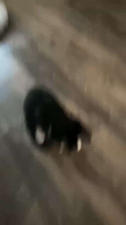 Enlarge Brisa, a ADOPTABLE Domestic Short Hair in Houston, TX video 3/3