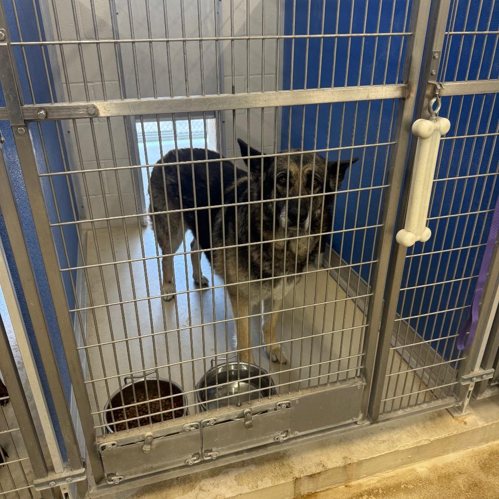 Enlarge Kira, a Adoptable German Shepherd Dog in Shelbyville, IL image 1/1