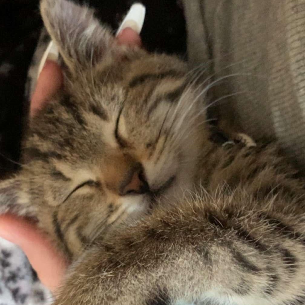 Tater, Young Male Domestic Short Hair