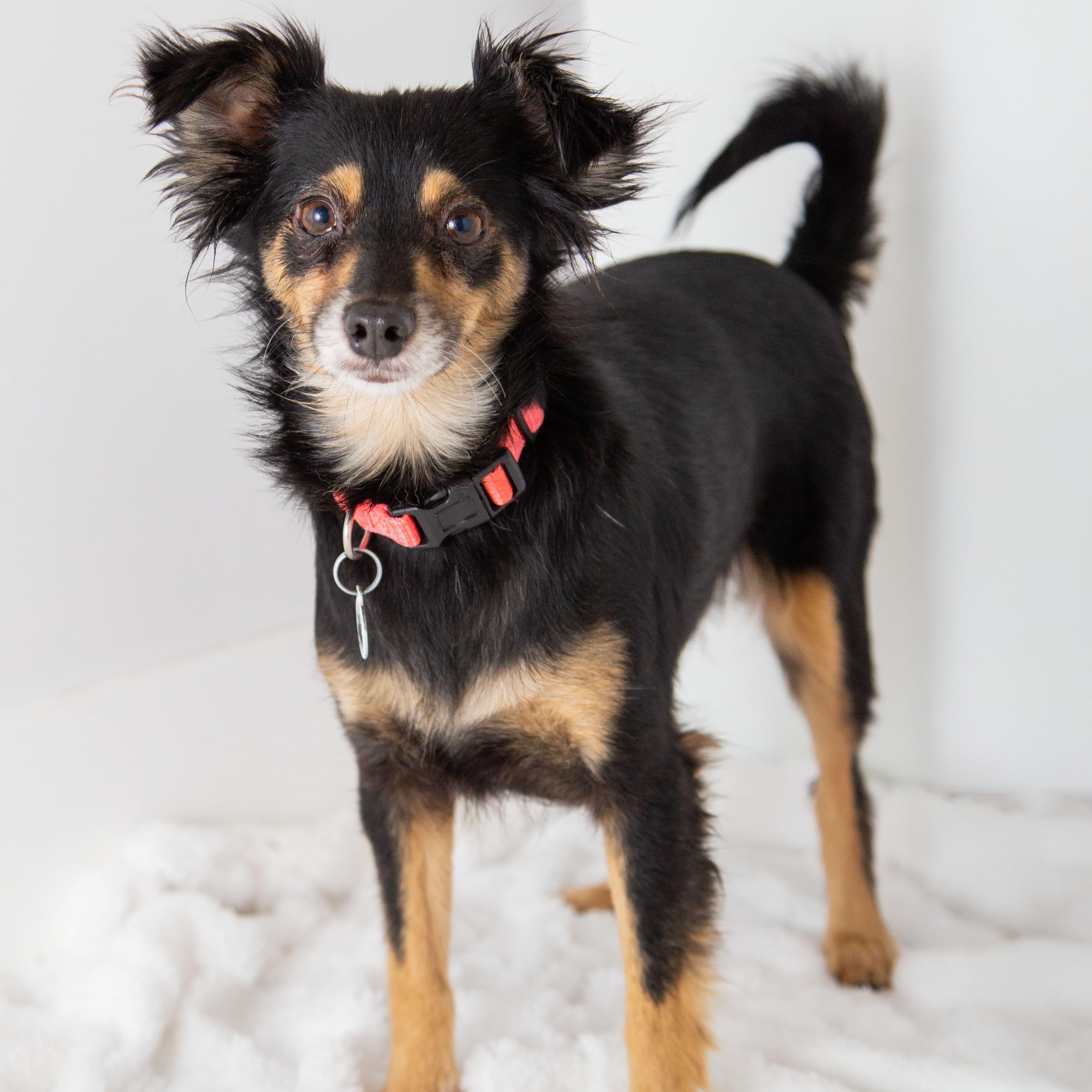 Lilac, a ADOPTABLE mixed breed in Santa Monica, CA image 2/4