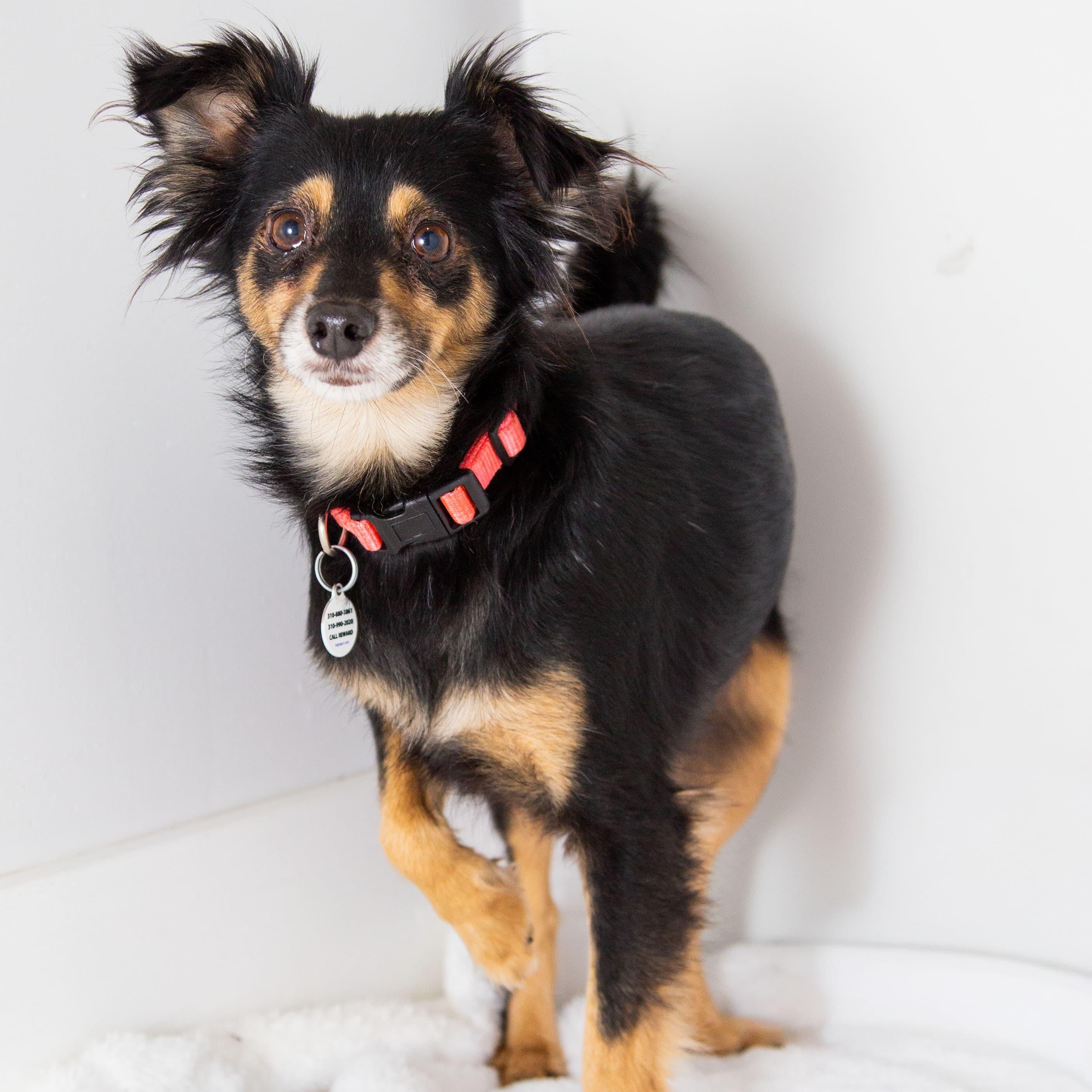 Lilac, a ADOPTABLE mixed breed in Santa Monica, CA image 3/4